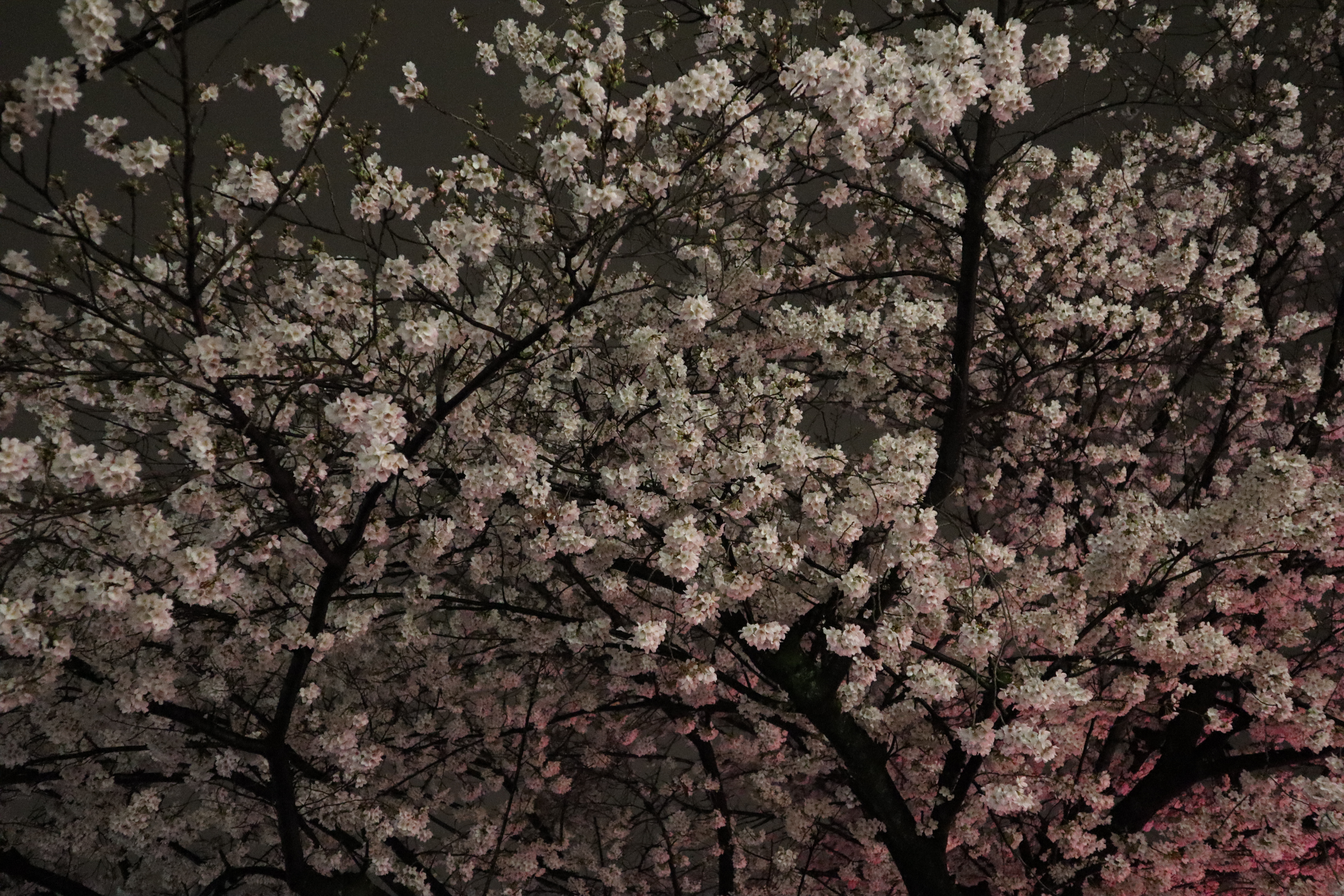 Document.tokyo
