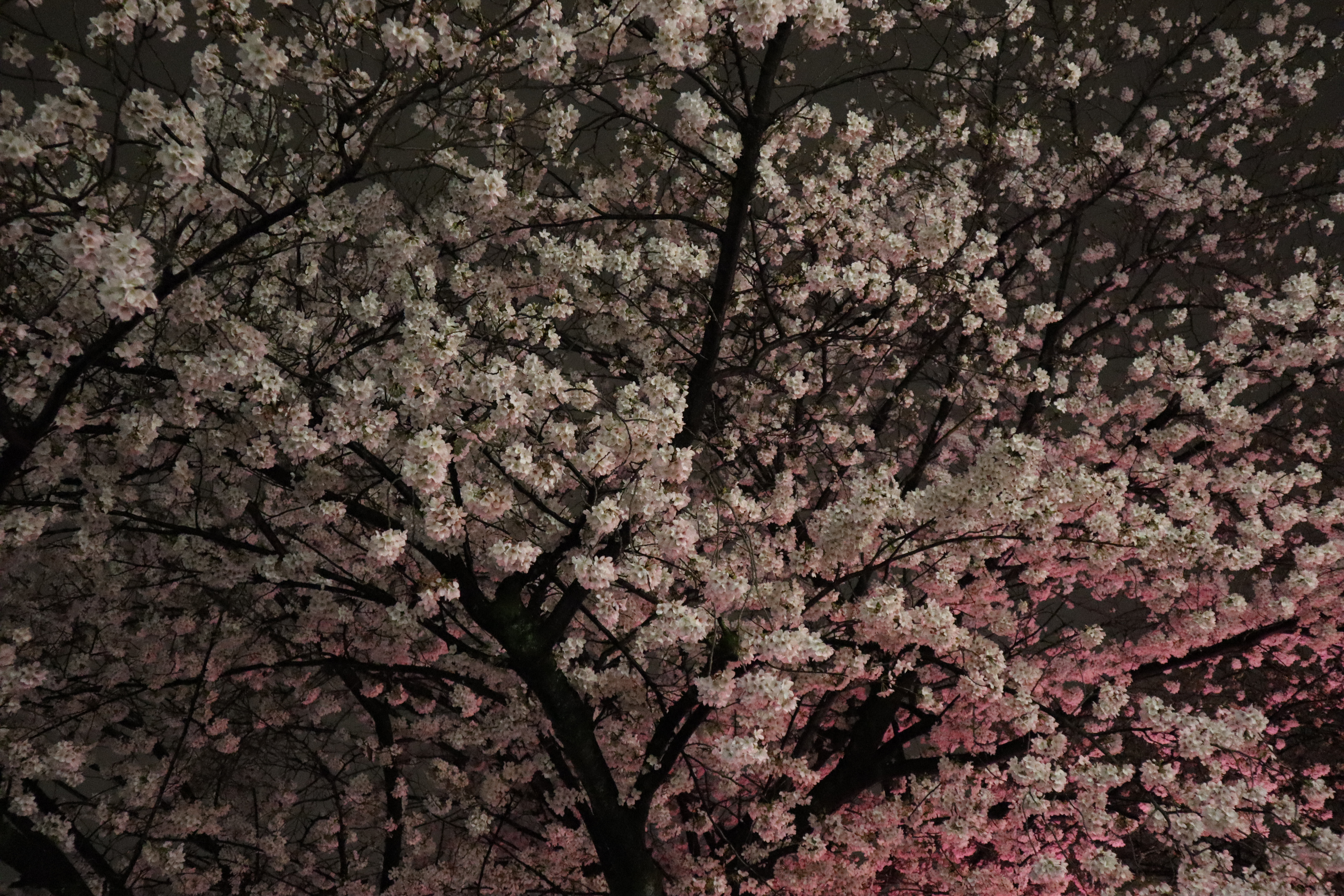 Document.tokyo