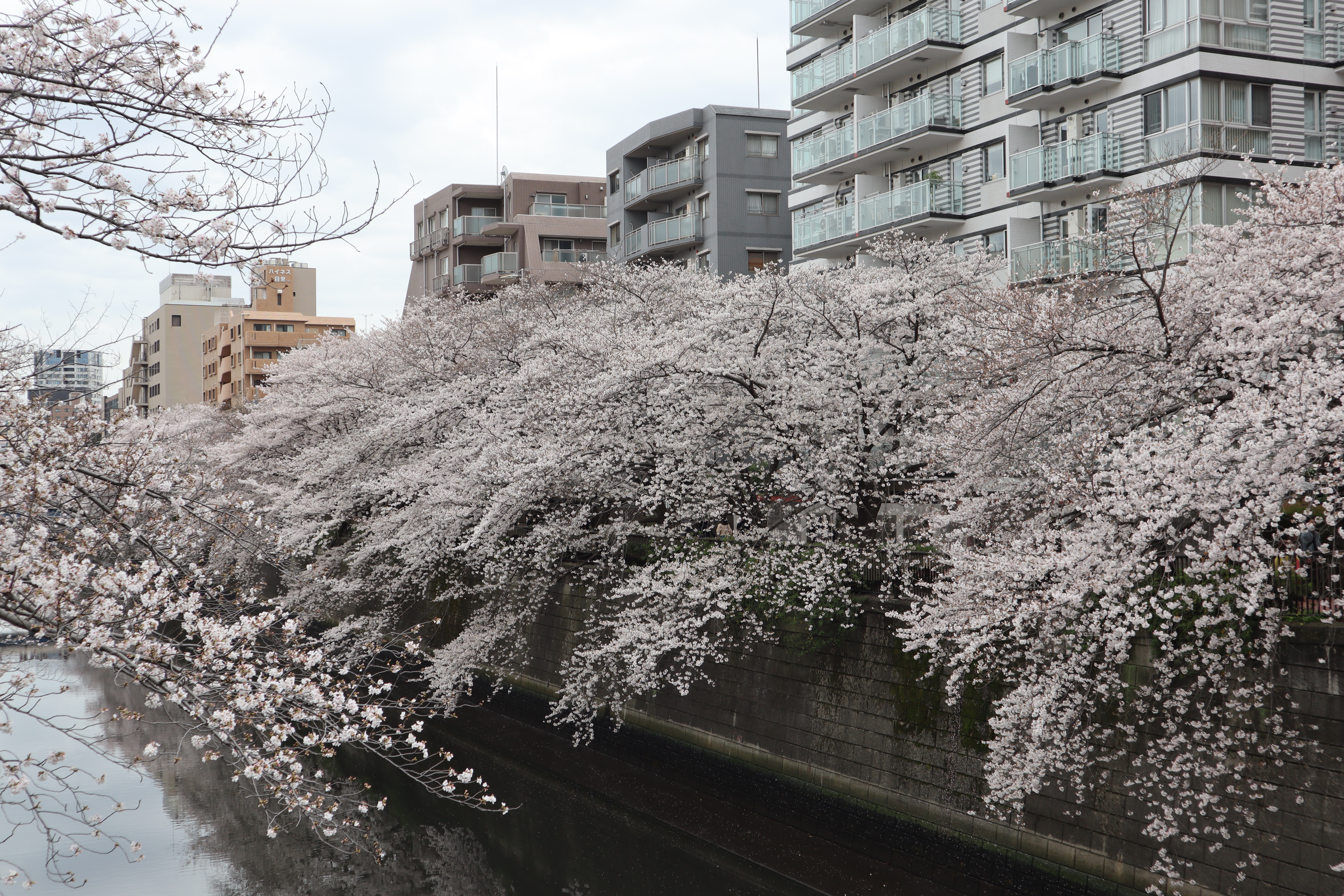 Document.tokyo