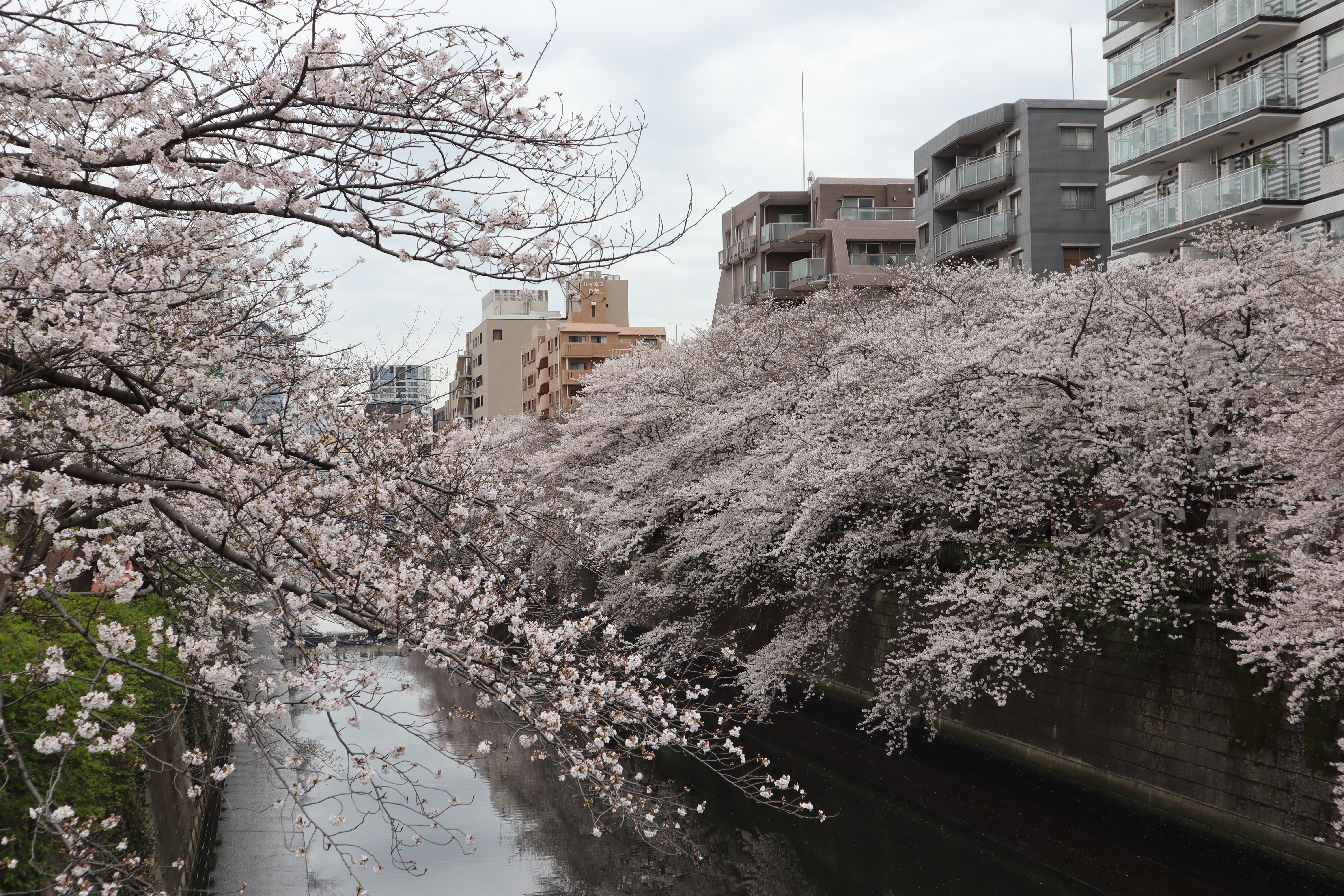 Document.tokyo