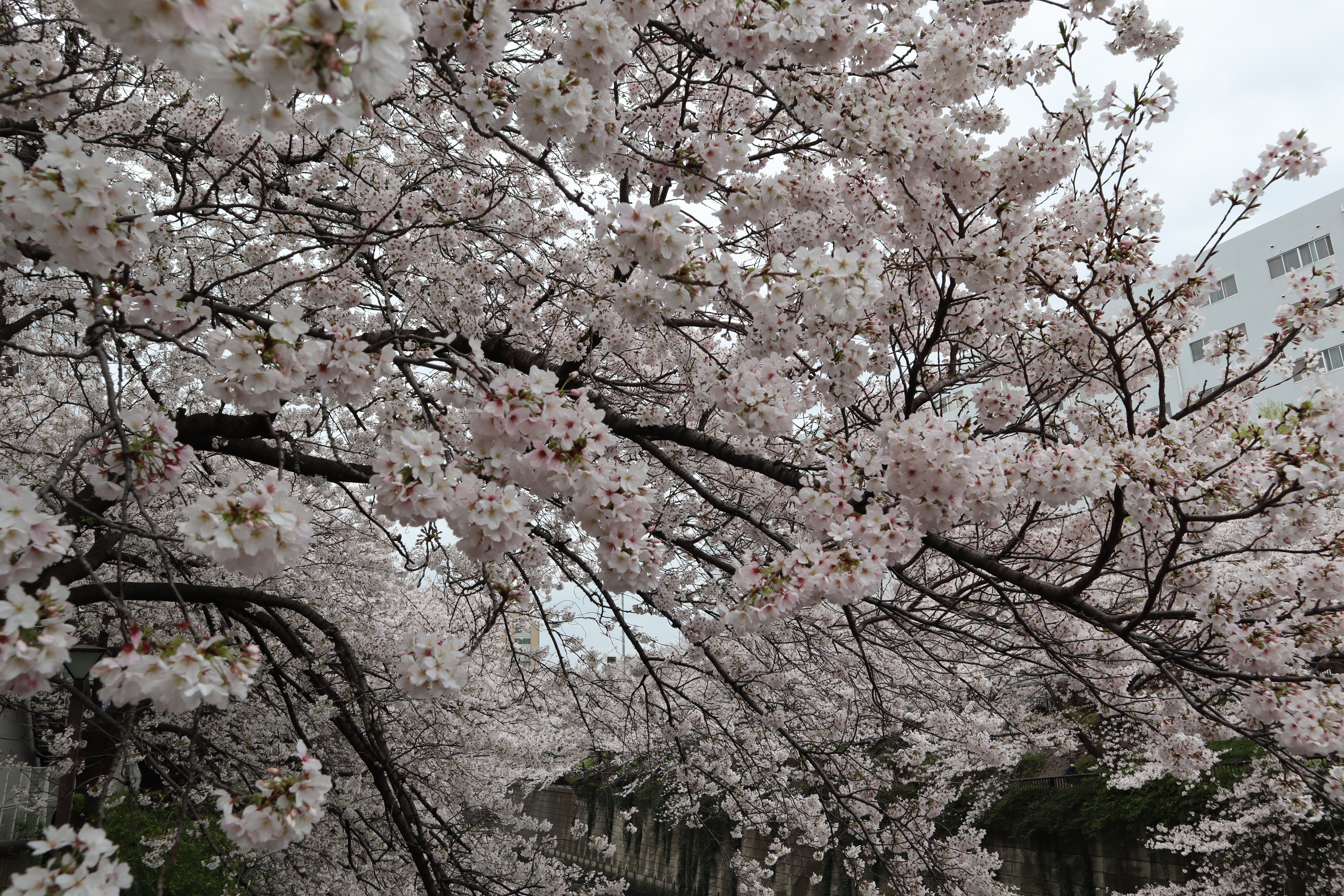 Document.tokyo