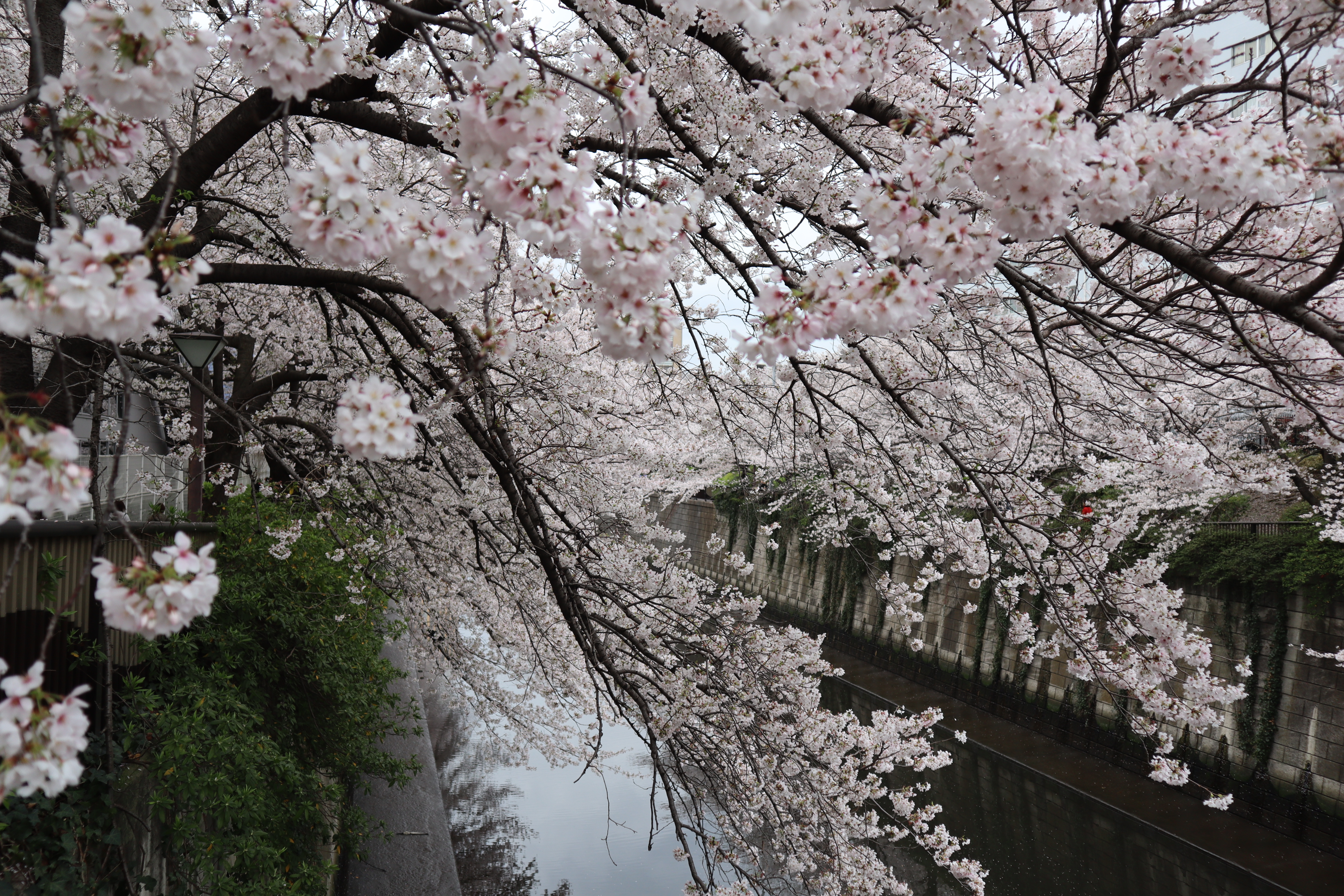 Document.tokyo