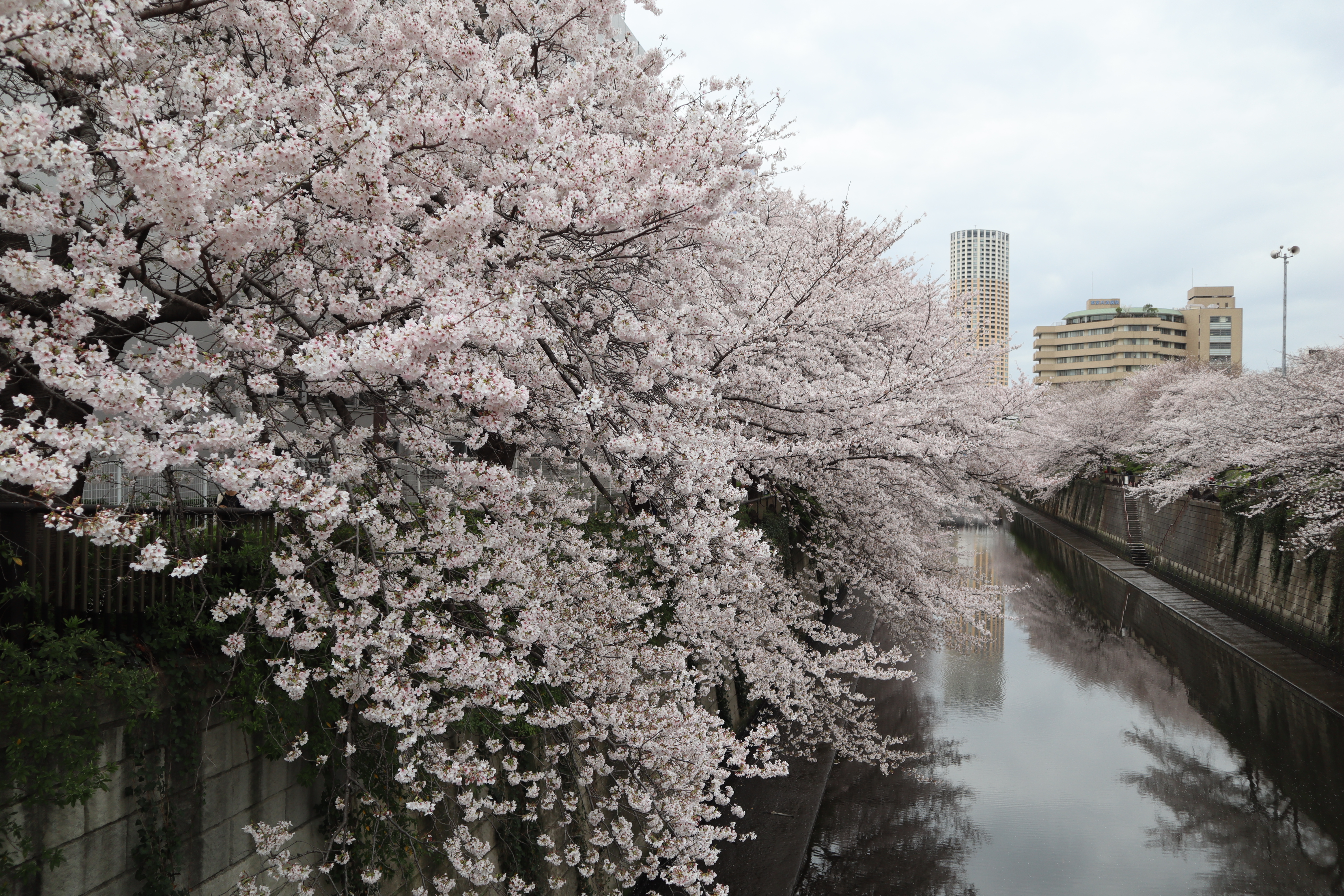 Document.tokyo