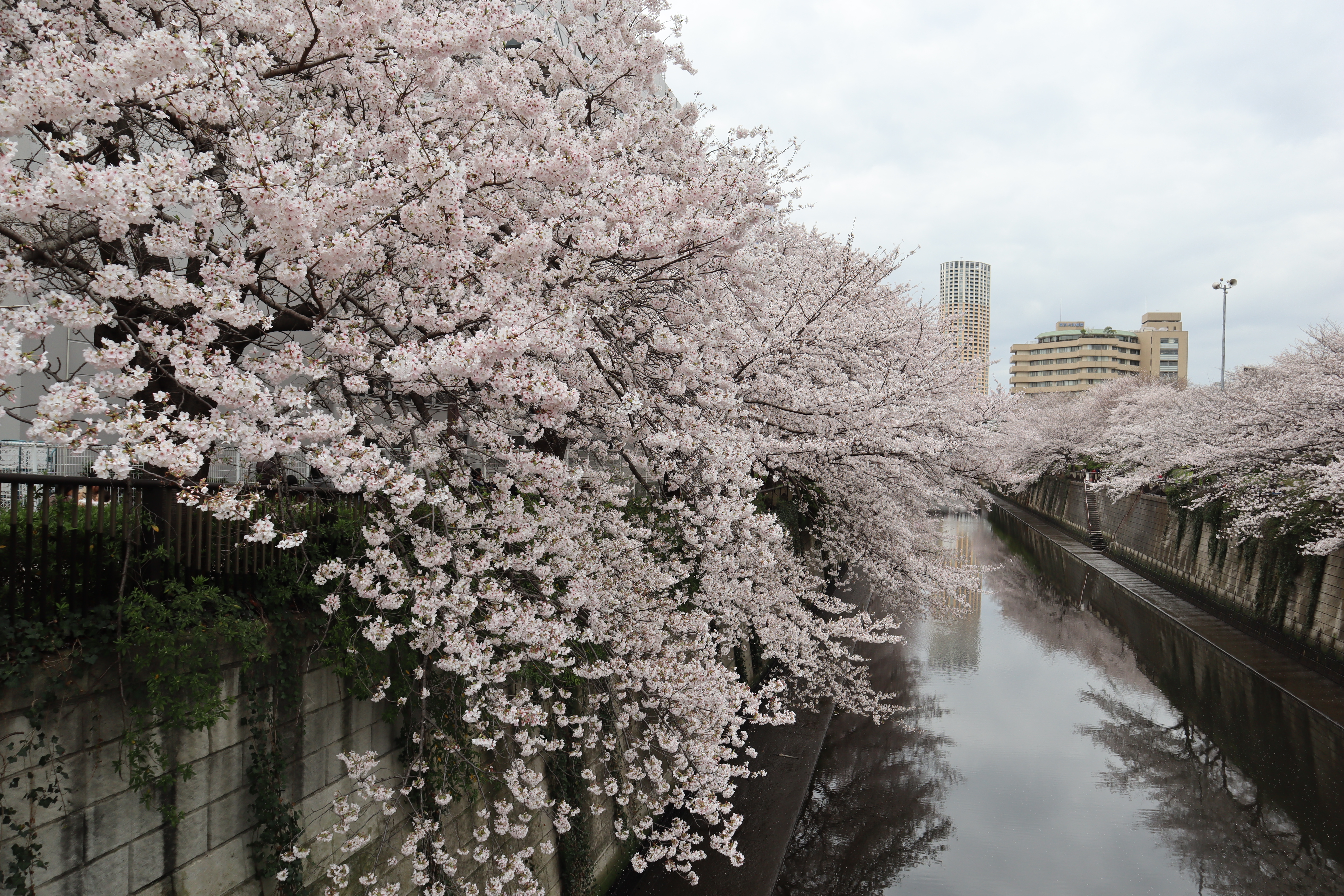Document.tokyo