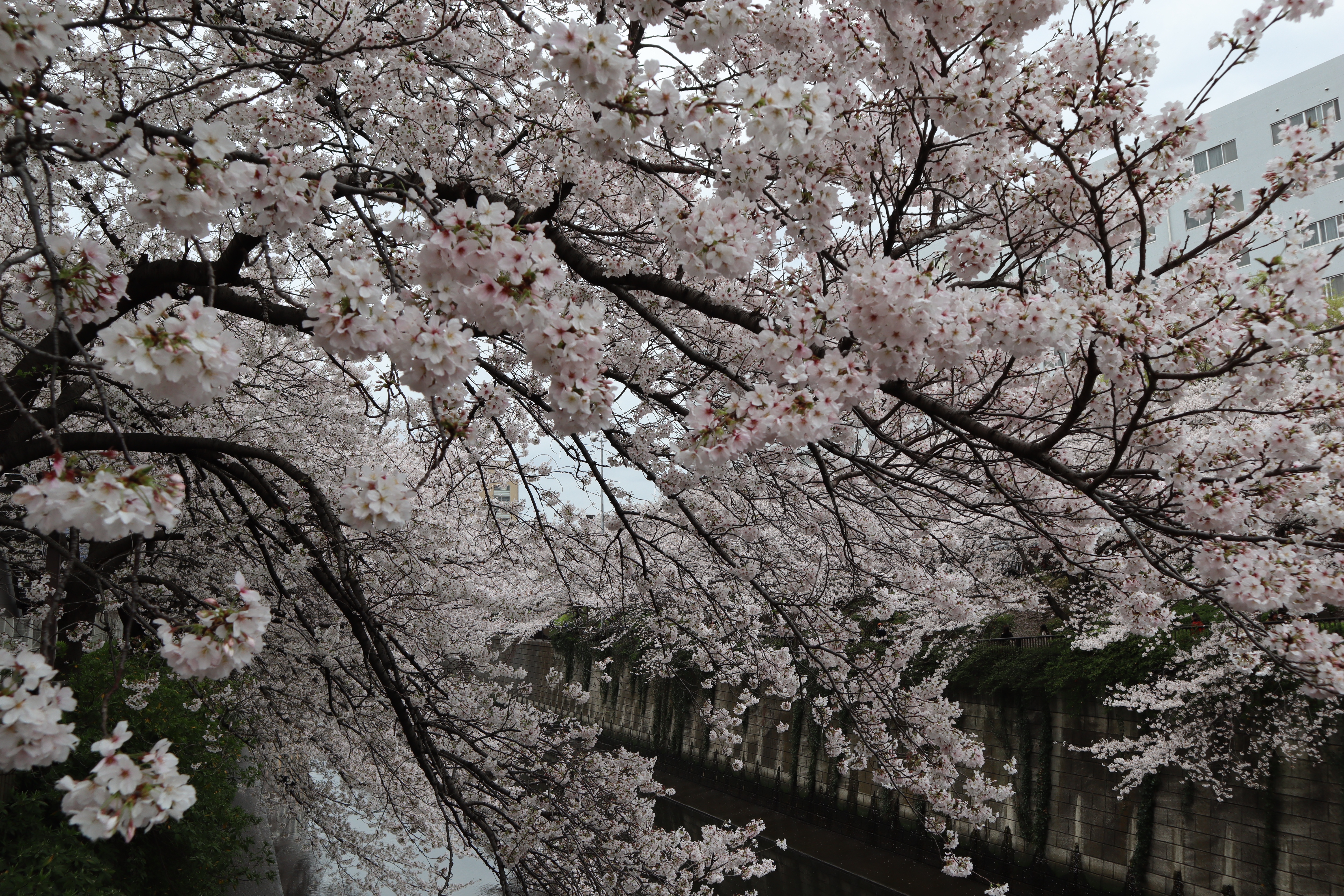 Document.tokyo