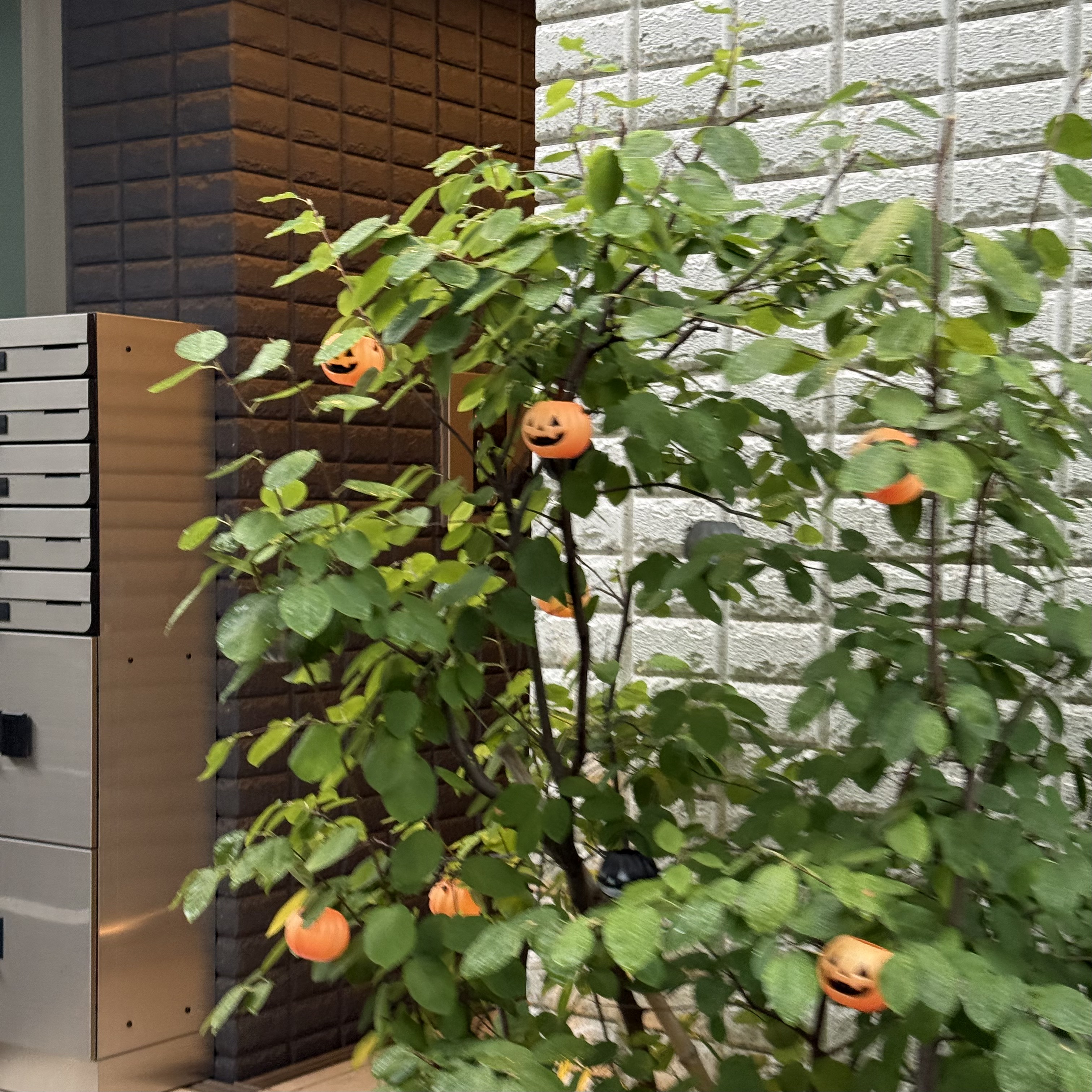 25tokyo